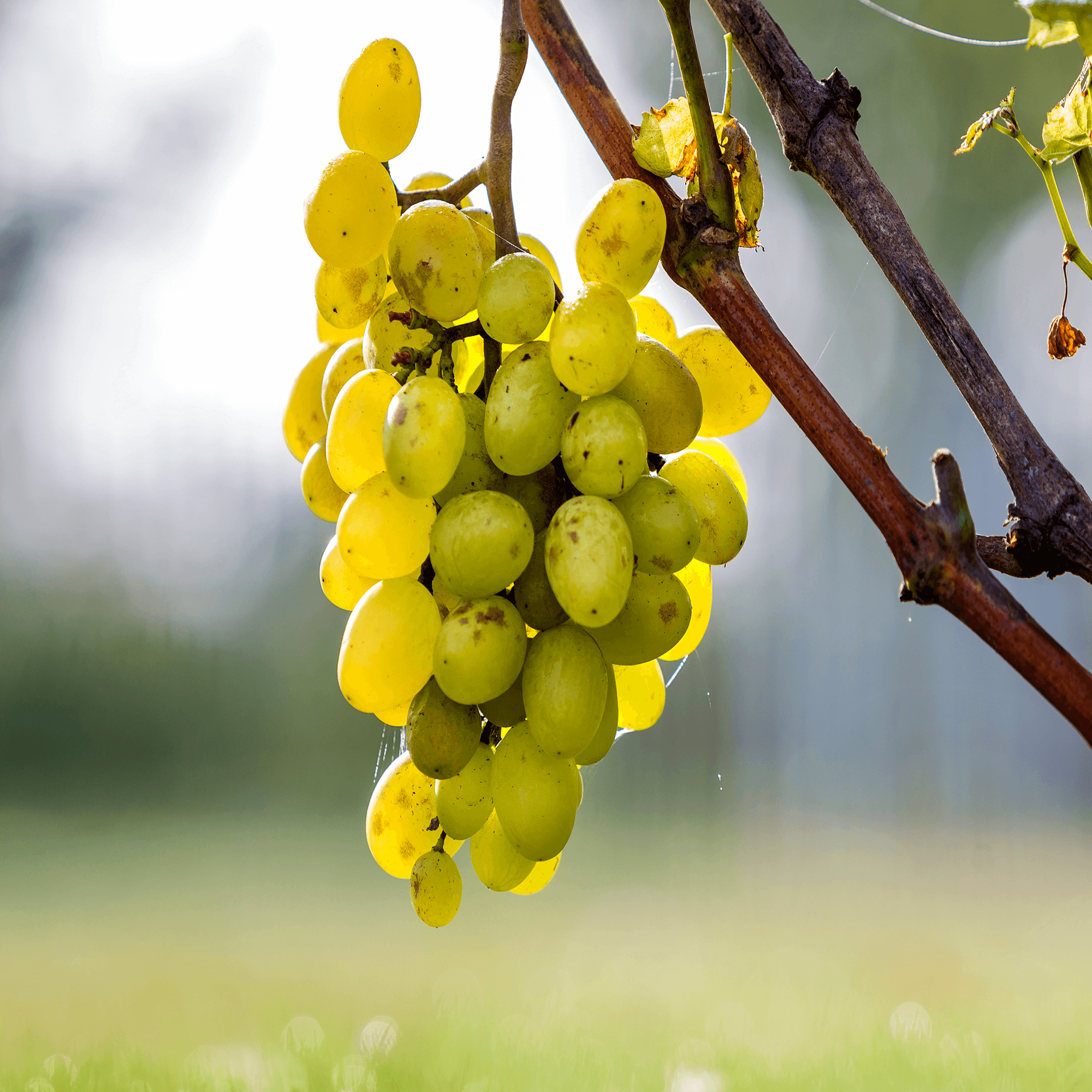 table grapes white wine