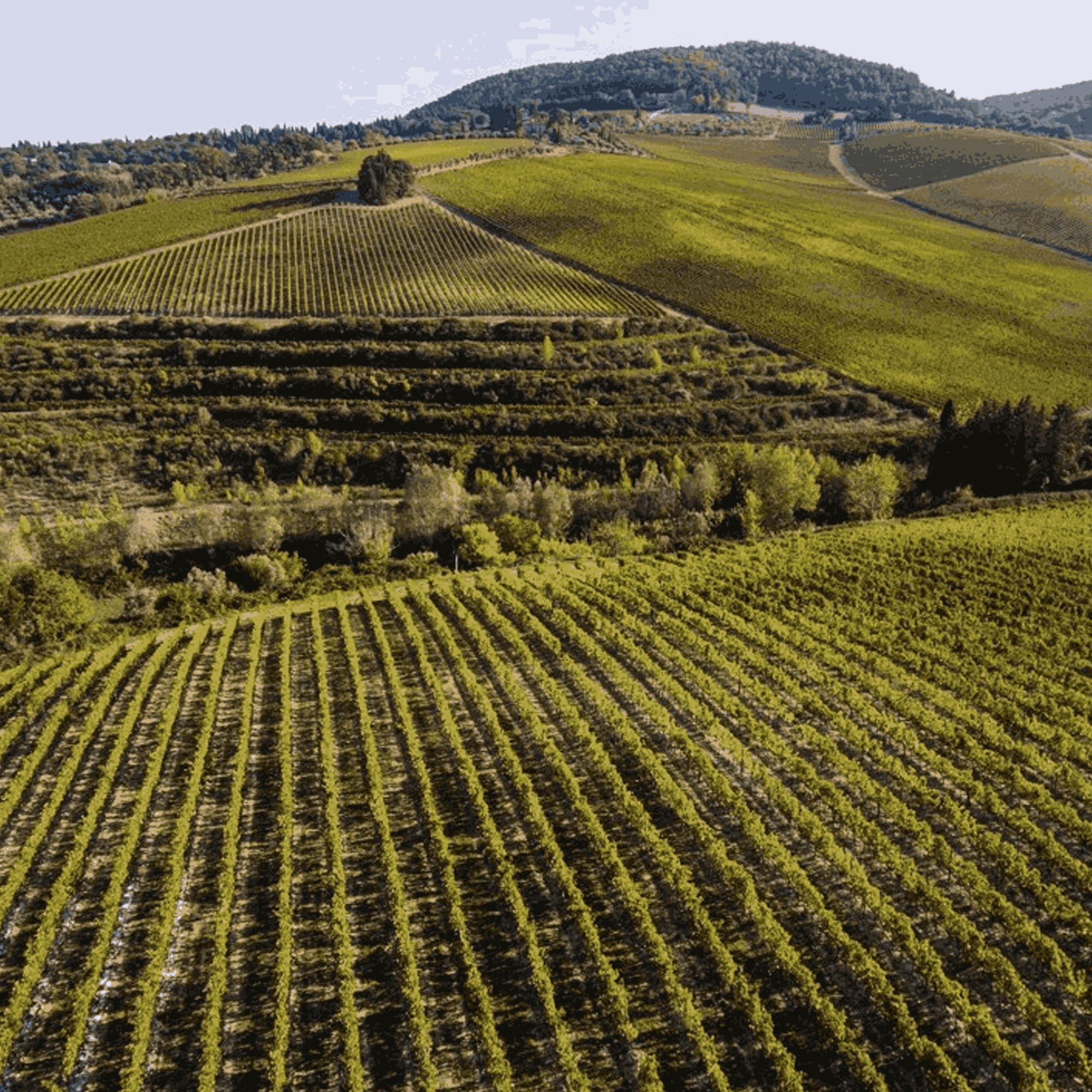 tenuta tignanello vineyards